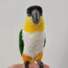 BLACK HEADED CAIQUE