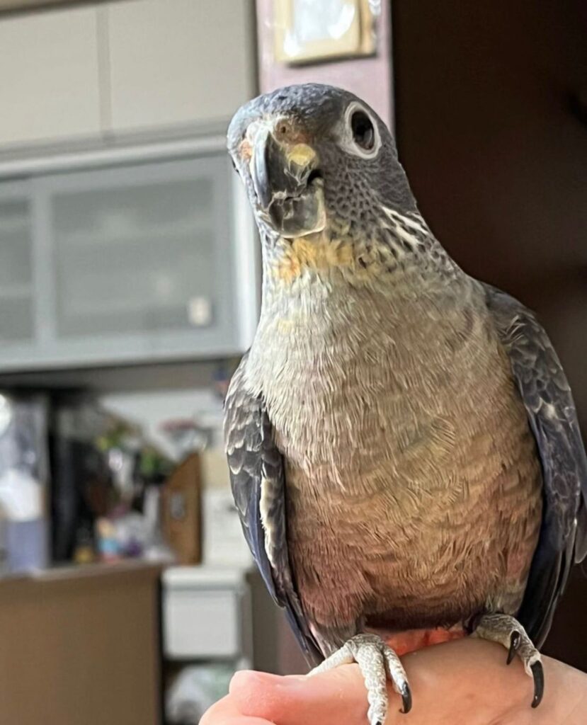 DUSKY PIONUS FOR SALE – PET PARROT STORE