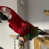 Charlie– Green-winged Macaw