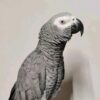 ALEXA - African Grey Parrot