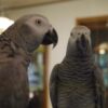 Spike & Rosie - African Grey